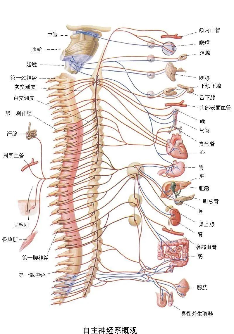 人体为什么会有植物神经?