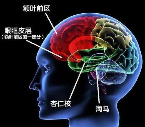 【精神医学科普】抑郁症会把大脑变成什么样子(一)